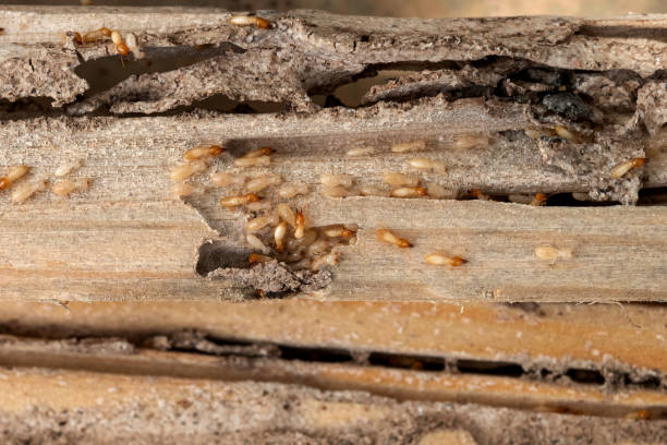 Best Best Pest Control Companies  in Hazard, KY